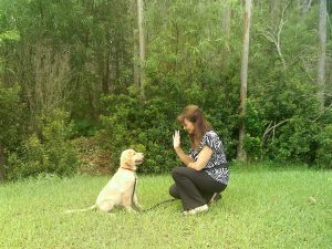 Read more about the article The value of eye contact with a dog.