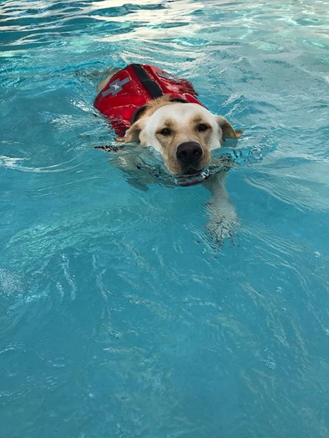 dog pool chewy