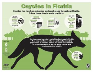 Coyotes ....
