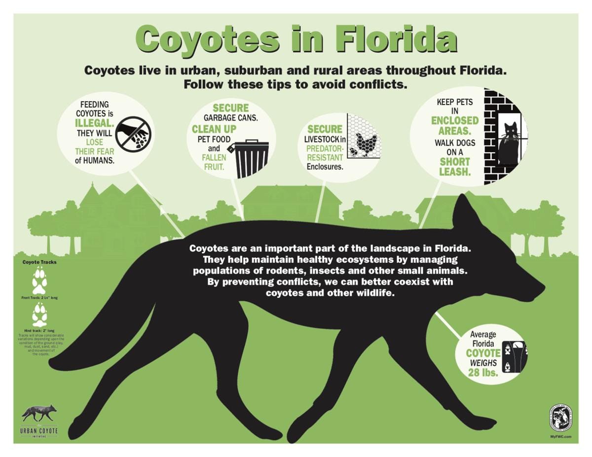 Breeding Season For Wildlife ( Coyotes)