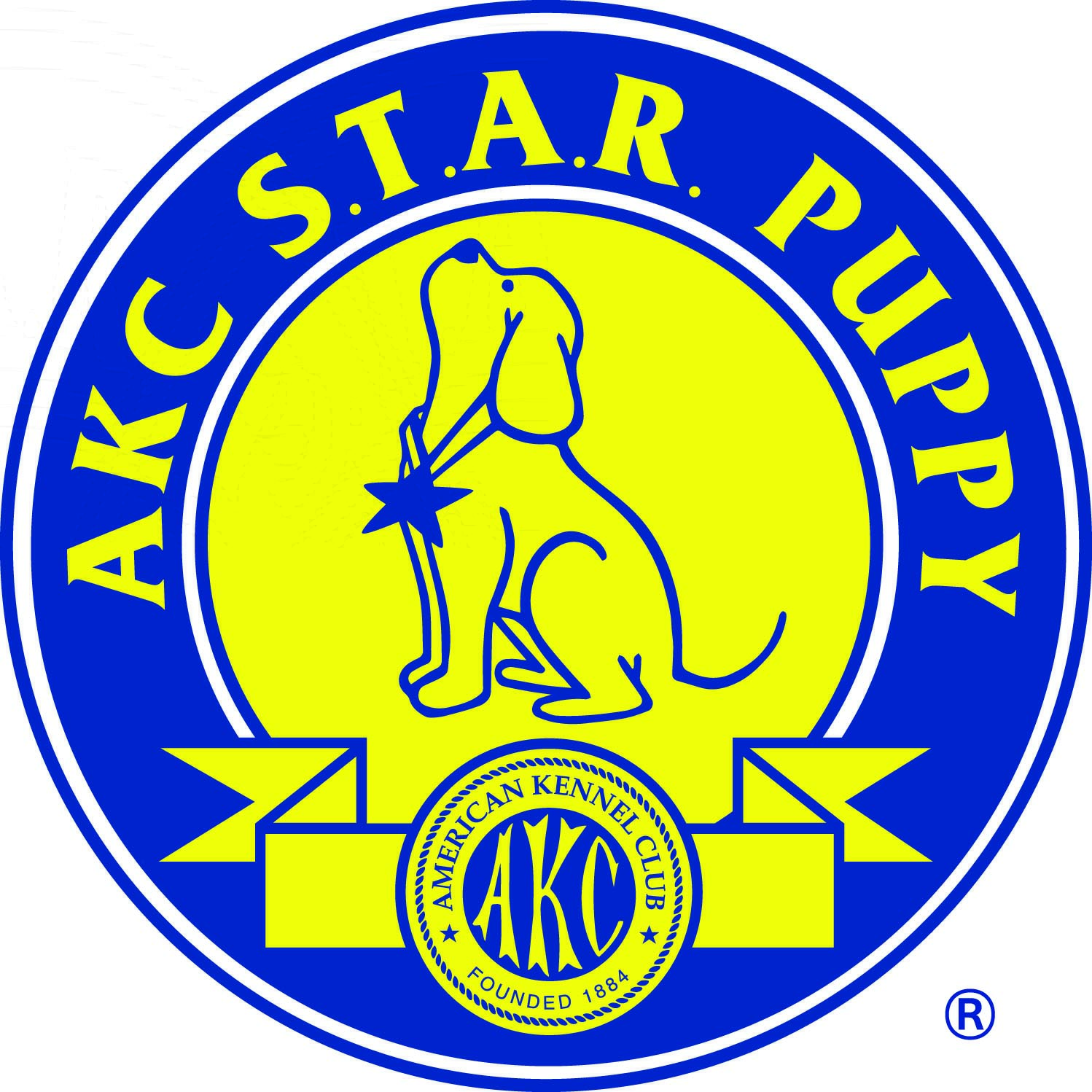 AKC STAR Puppy