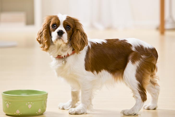 Changing Your Dog's Food
