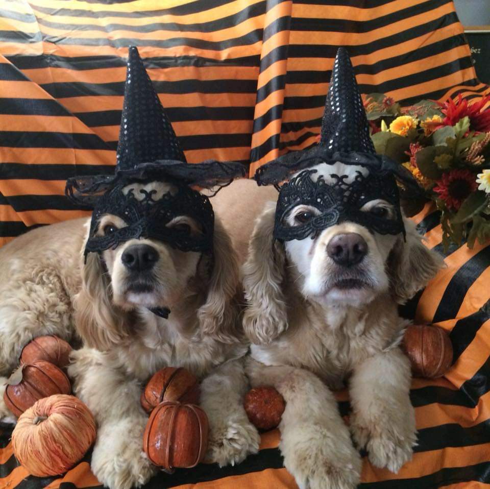 Candy is meant to attract, and it does.  Keep your dog safe this Halloween!