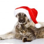 Pet Sitting for the Holidays in Pennsylvania