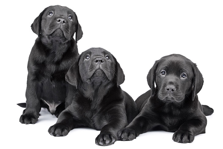 Three Labrador Retriever puppies